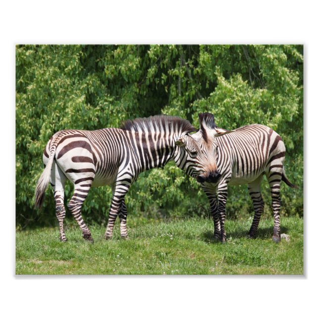 Foto Zebras em Print de Amor (Frente)