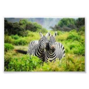 Foto Zebras na natureza