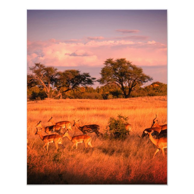 Foto Zimbábue a natureza pura do antílope poster (Frente)