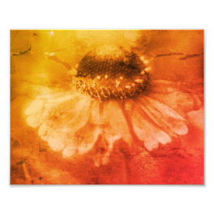 Foto Zinnia Daisy Flower Sepia Vintage se afundou 8x10