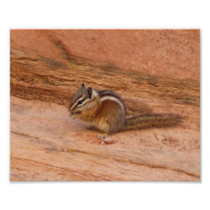 Foto Zion Chipmunk em Rochas Vermelhas