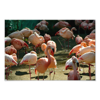 Foto Zoo de Los Angeles
