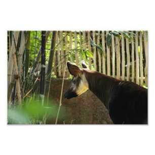 Foto Zoo de Los Angeles