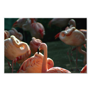 Foto Zoo de Los Angeles