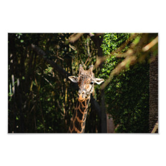 Foto Zoo de Los Angeles
