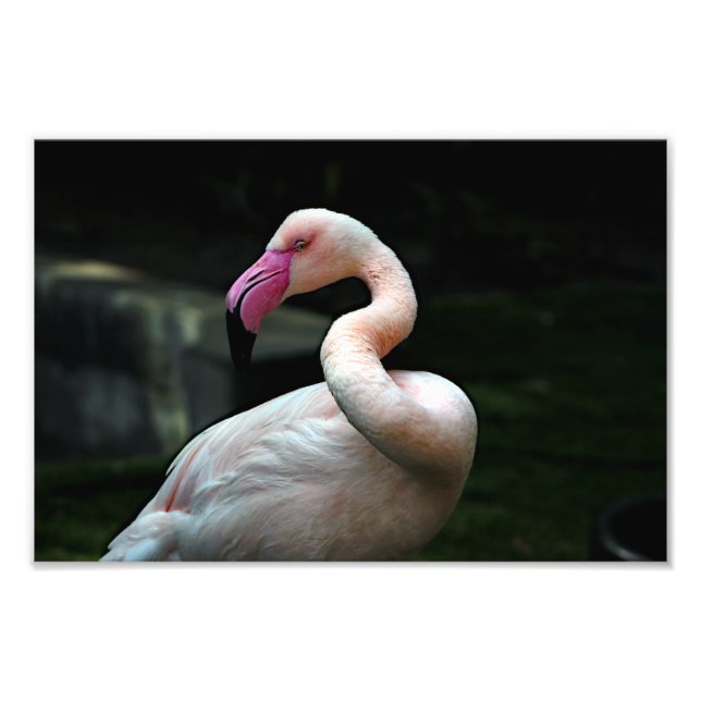 Foto Zoo de Los Angeles (Frente)