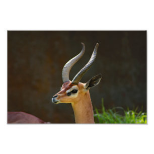 Foto Zoológico de Los Angeles