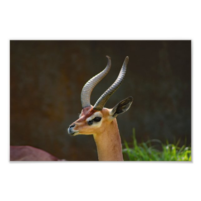 Foto Zoológico de Los Angeles (Frente)
