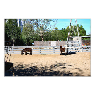 Foto Zoológico de Santa Ana