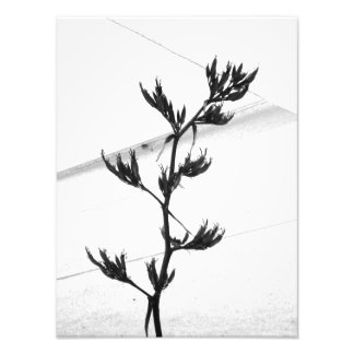 fotografia