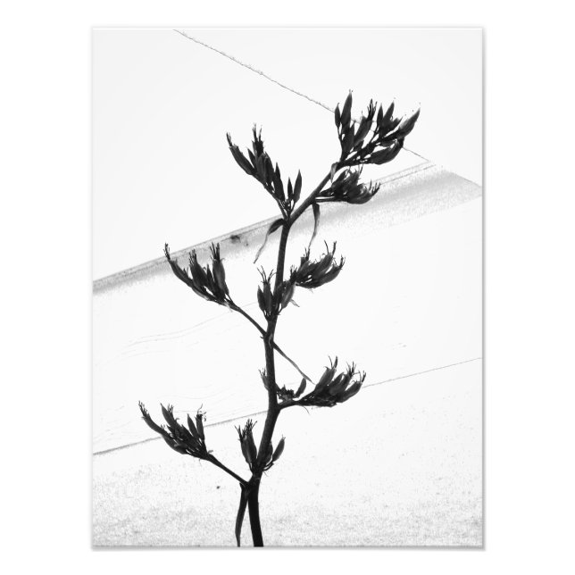 fotografia (Frente)