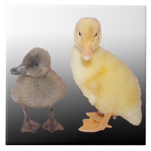 Fotografia adorável dos patinhos (Frente)