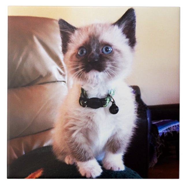 Fotografia animal Siamese bonito atenta do gatinho (Frente)