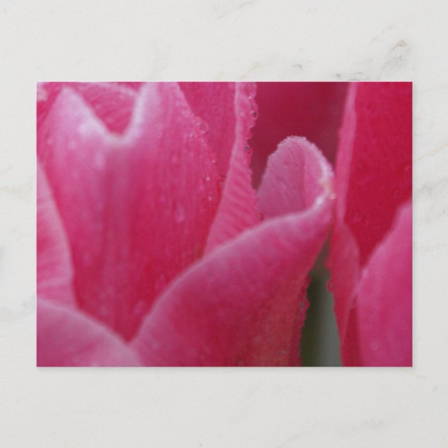 Fotografia aproximada de Tulipas Rosa em Cartões (Frente)
