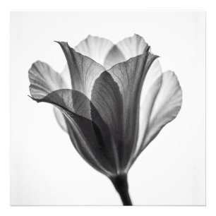 Fotografia artística botânica monocromática