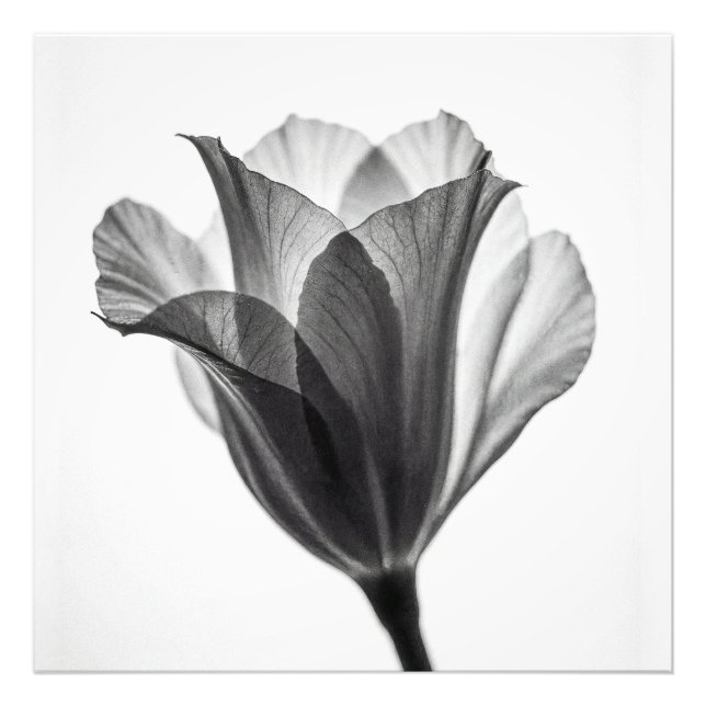 Fotografia artística botânica monocromática (Frente)