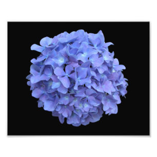 Fotografia azul da flor do Hydrangea