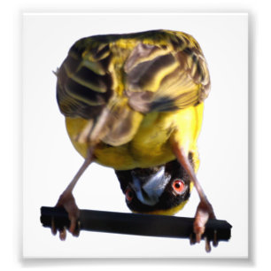 Fotografia bonito do passarinho (cetim)