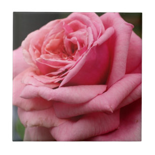 Fotografia Bonito Floral Rosa Rosa I