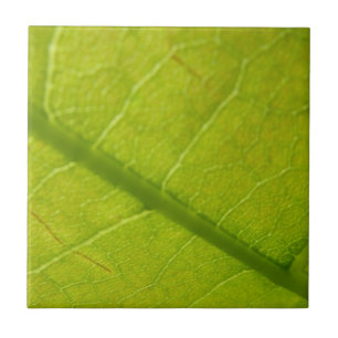 Fotografia Botânica de Folhas Verdes da Natureza
