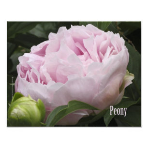 Fotografia cor-de-rosa da peônia