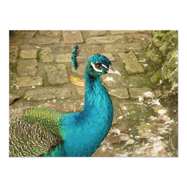 Fotografia da Bela Natureza do Pavão (Frente)