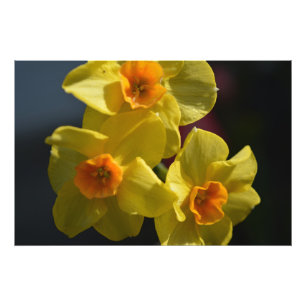 Fotografia da flor daffodil amarela primavera.