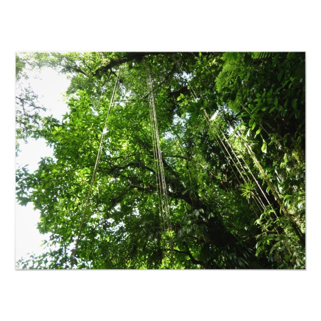 Fotografia da floresta tropical Jungle Ropes (Frente)