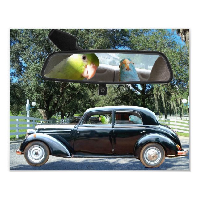 Fotografia da Miss Daisy Pacific Parrotlets (Frente)