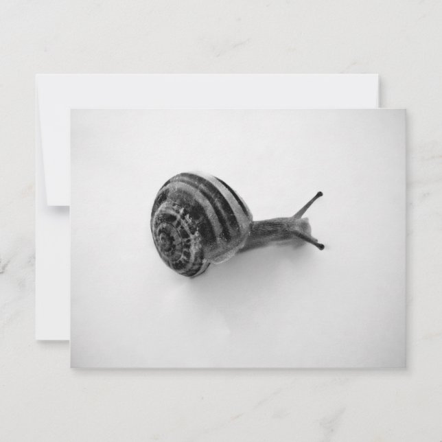 Fotografia da Natureza de Caracol de Jardim (Frente)