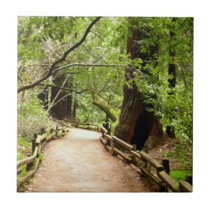 Fotografia da Natureza do Caminho Muir Woods II