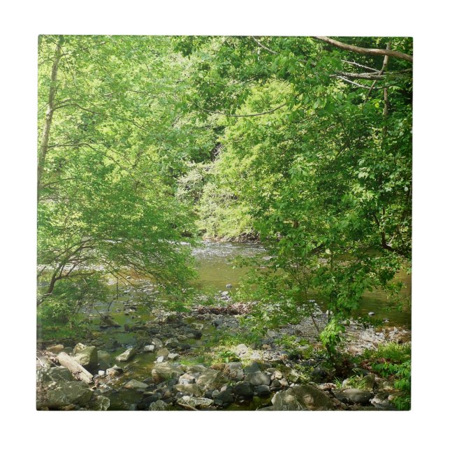Fotografia da Natureza do Rio Patapsco em Maryland (Frente)