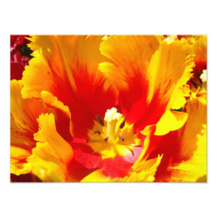Fotografia da Natureza Vermelho Amarelo Impressão