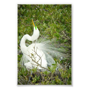 Fotografia da pose da garça-real de grande branco