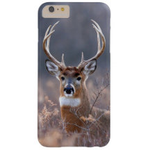 Fotografia da temporada Elegant Whitetail Deer Win