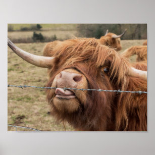 Fotografia da vaca do planalto escocês poster