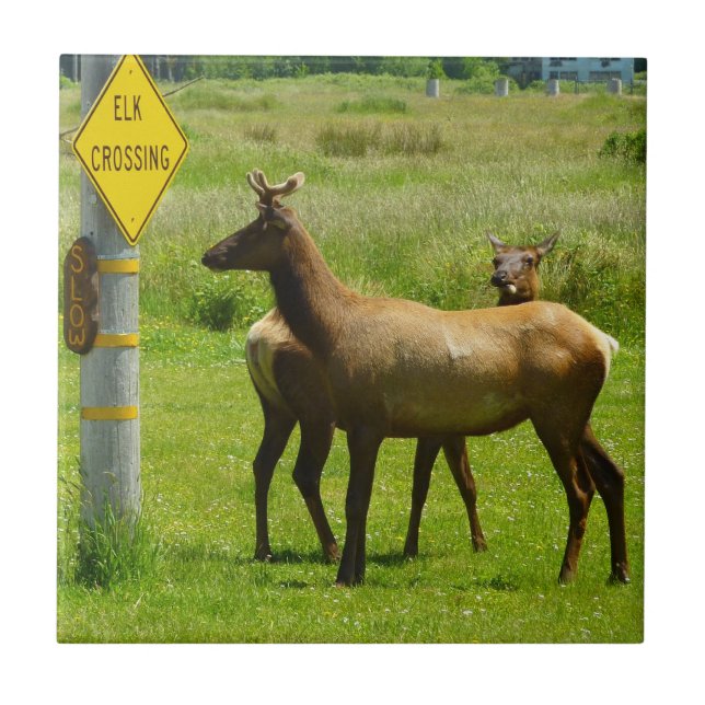 Fotografia da vida selvagem de Elk Crossing na Cal (Frente)