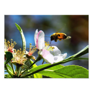 Fotografia de Abelha e Flor Branca