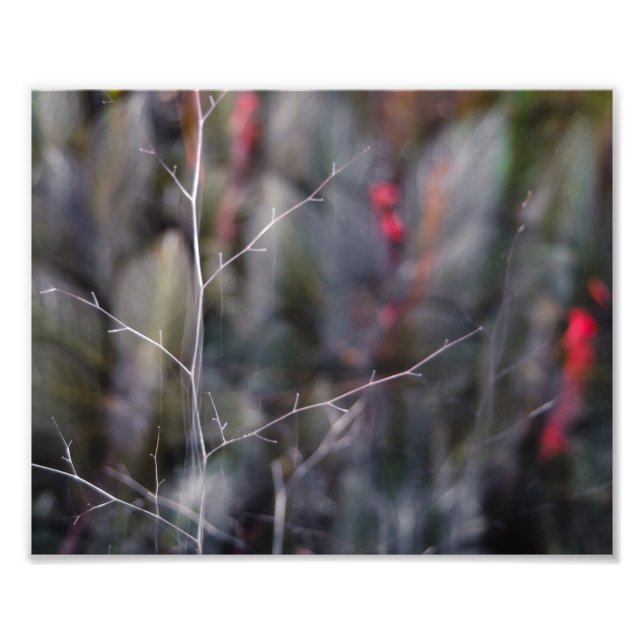 fotografia de abstrato de galho (Frente)