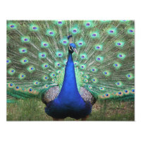 Fotografia de alta definição de Peacock