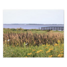 fotografia de alta definição, oceano, ponte, flore