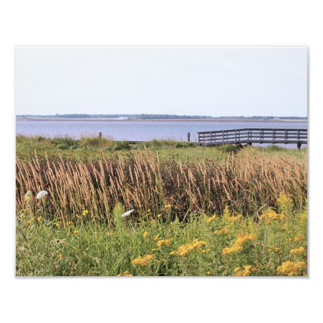 fotografia de alta definição, oceano, ponte, flore (Frente)