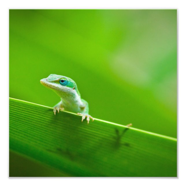 Fotografia de Arte com o Green Anole Lizard (Frente)