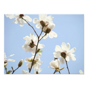 Fotografia de arte floral impressões Magnólia Flor