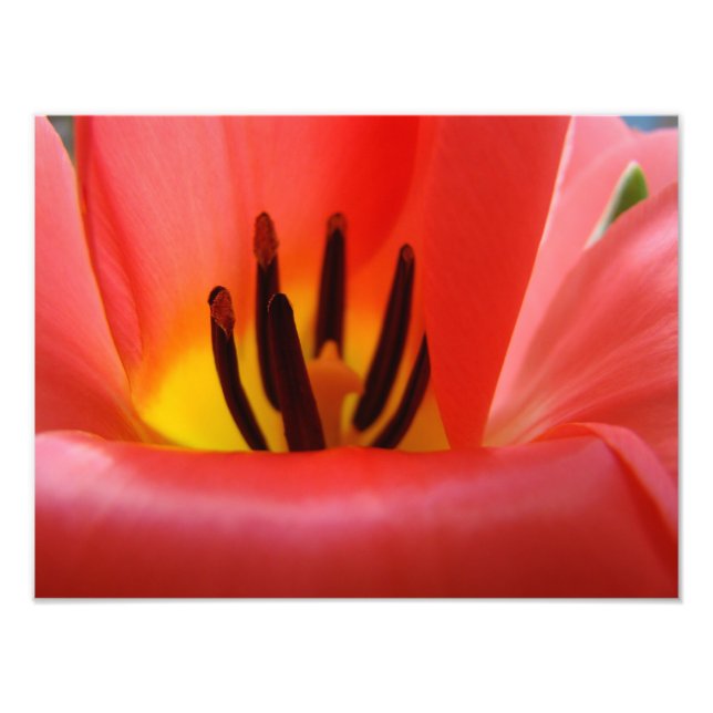 Fotografia de arte impressão Flor de Tulipas Verme (Frente)