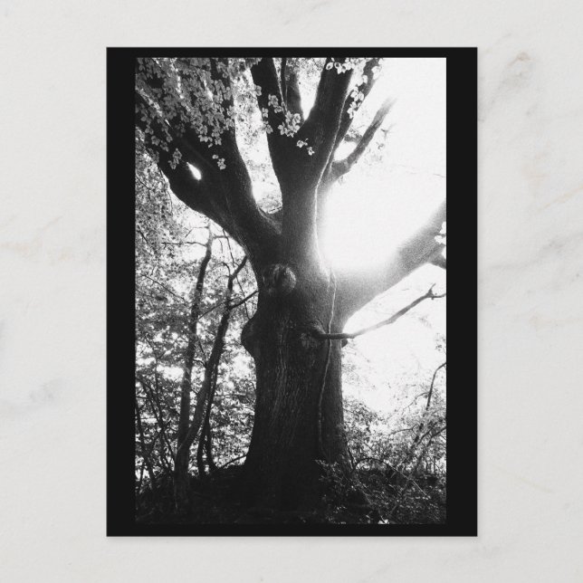 Fotografia de Árvore Cartão Postal (Frente)