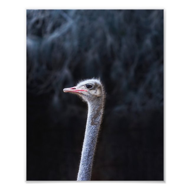 Fotografia de Avestruz (Frente)