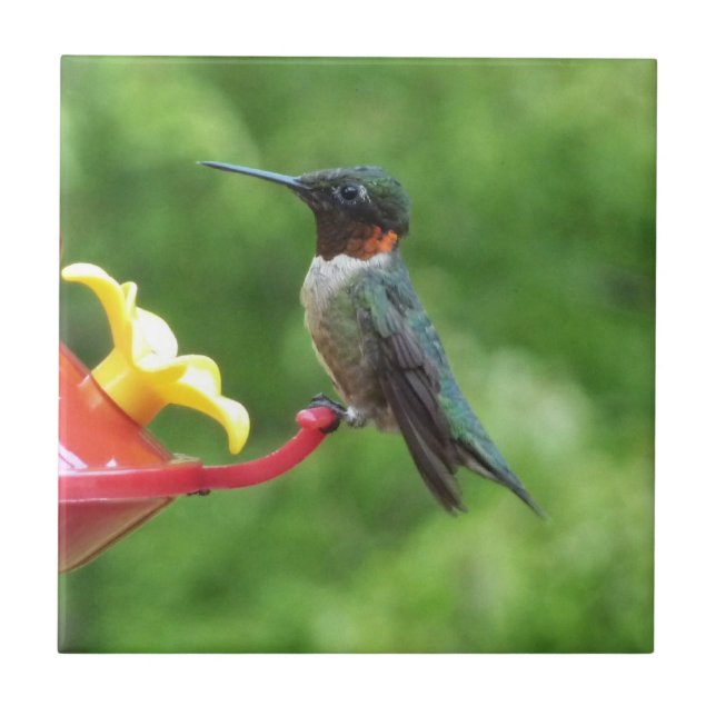 Fotografia de Beija-Flor-de-Pescoço-Vermelho (Frente)