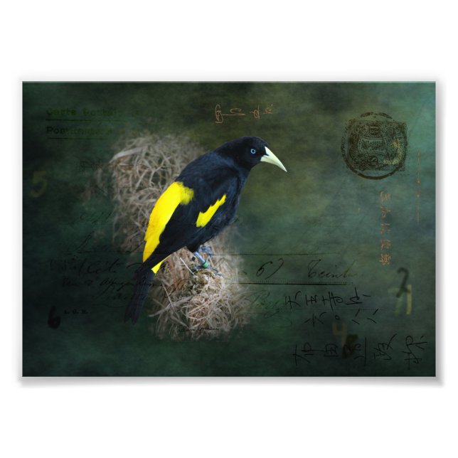 Fotografia de Bird Fine Art amarela e preta (Frente)