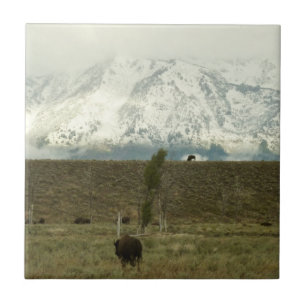 Fotografia de bisontes no Parque Nacional Grand Te